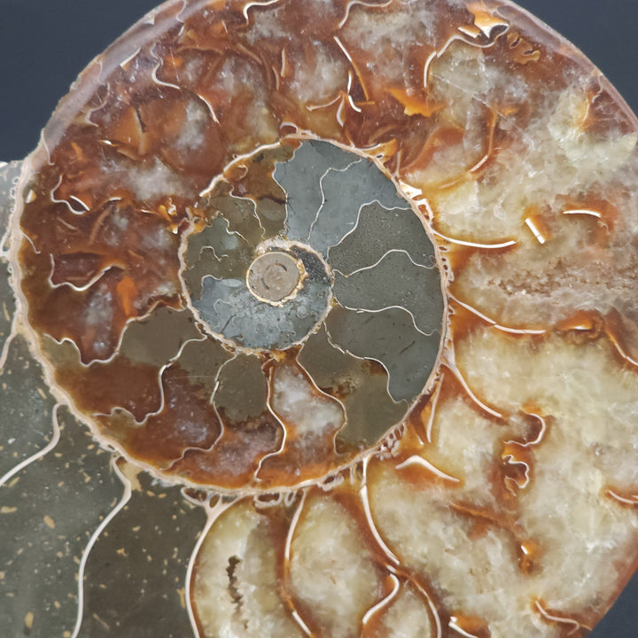 6" Cut & Polished, Agatized Ammonite Fossil - Madagascar