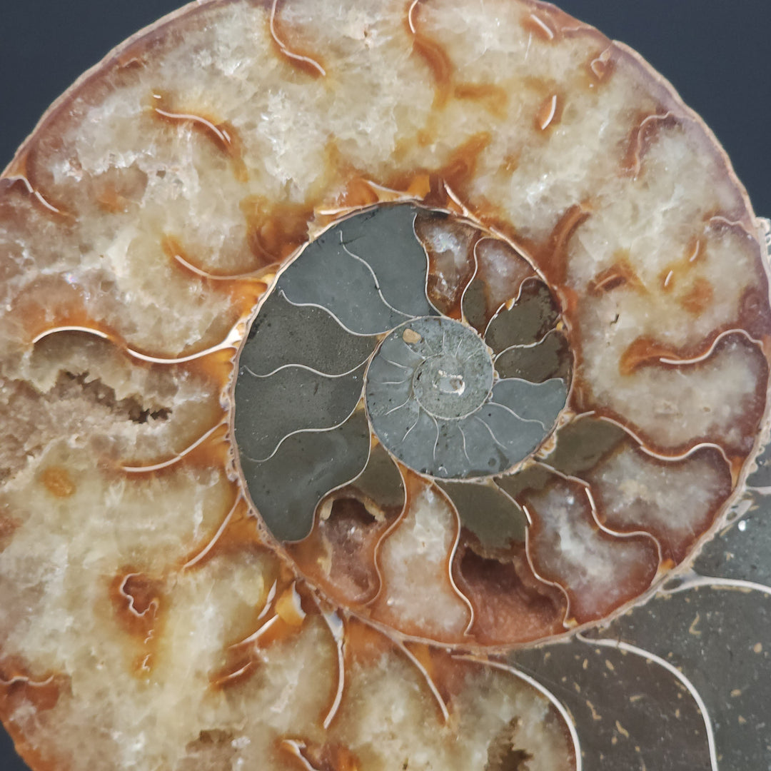 6" Cut & Polished, Agatized Ammonite Fossil - Madagascar