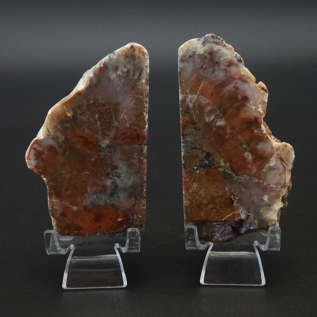 15 oz Polished Pair Jurassic Dinosaur Coprolite | Henry Mountain, Utah