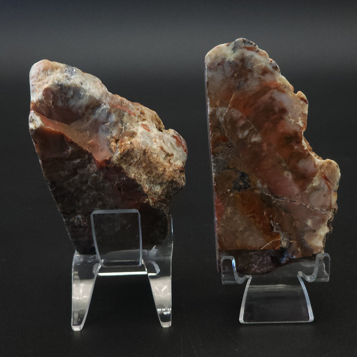 15 oz Polished Pair Jurassic Dinosaur Coprolite | Henry Mountain, Utah