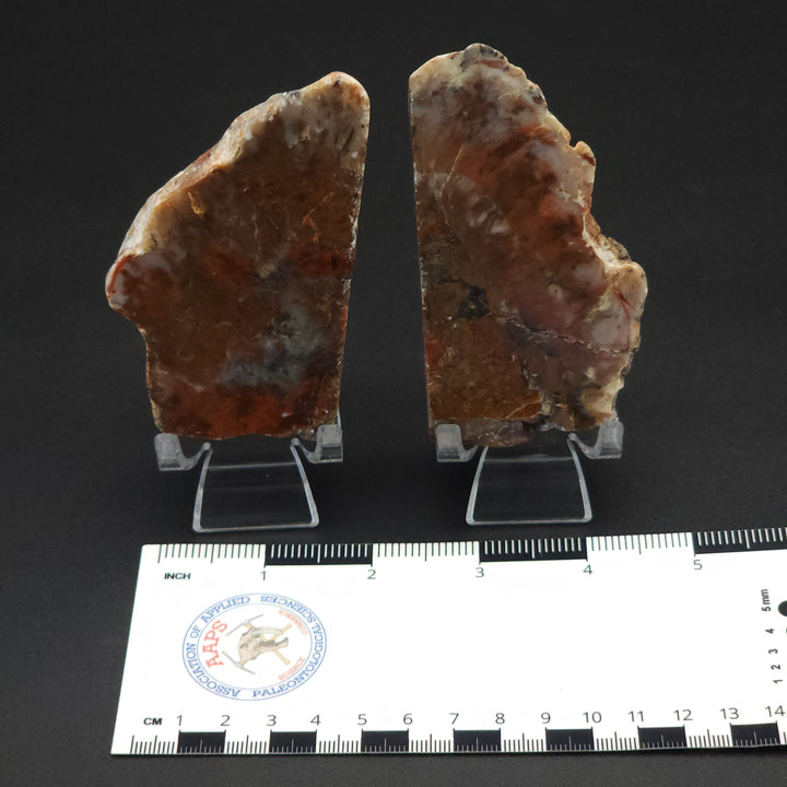 15 oz Polished Pair Jurassic Dinosaur Coprolite | Henry Mountain, Utah