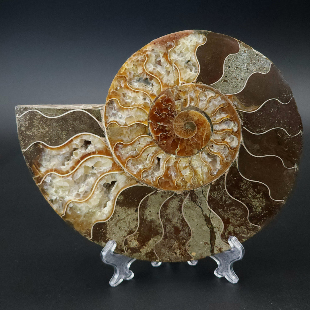 7.25" Cut & Polished, Agatized Ammonite Fossil - Madagascar