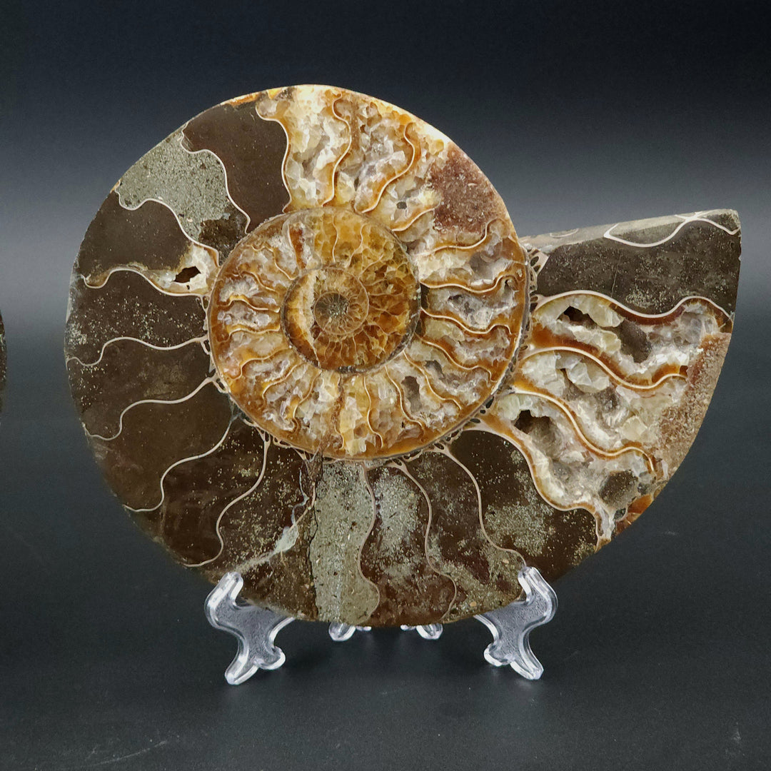 7.25" Cut & Polished, Agatized Ammonite Fossil - Madagascar