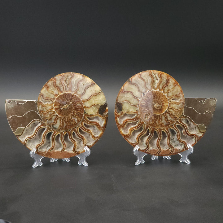 6.375" Cut & Polished, Agatized Ammonite Fossil - Madagascar