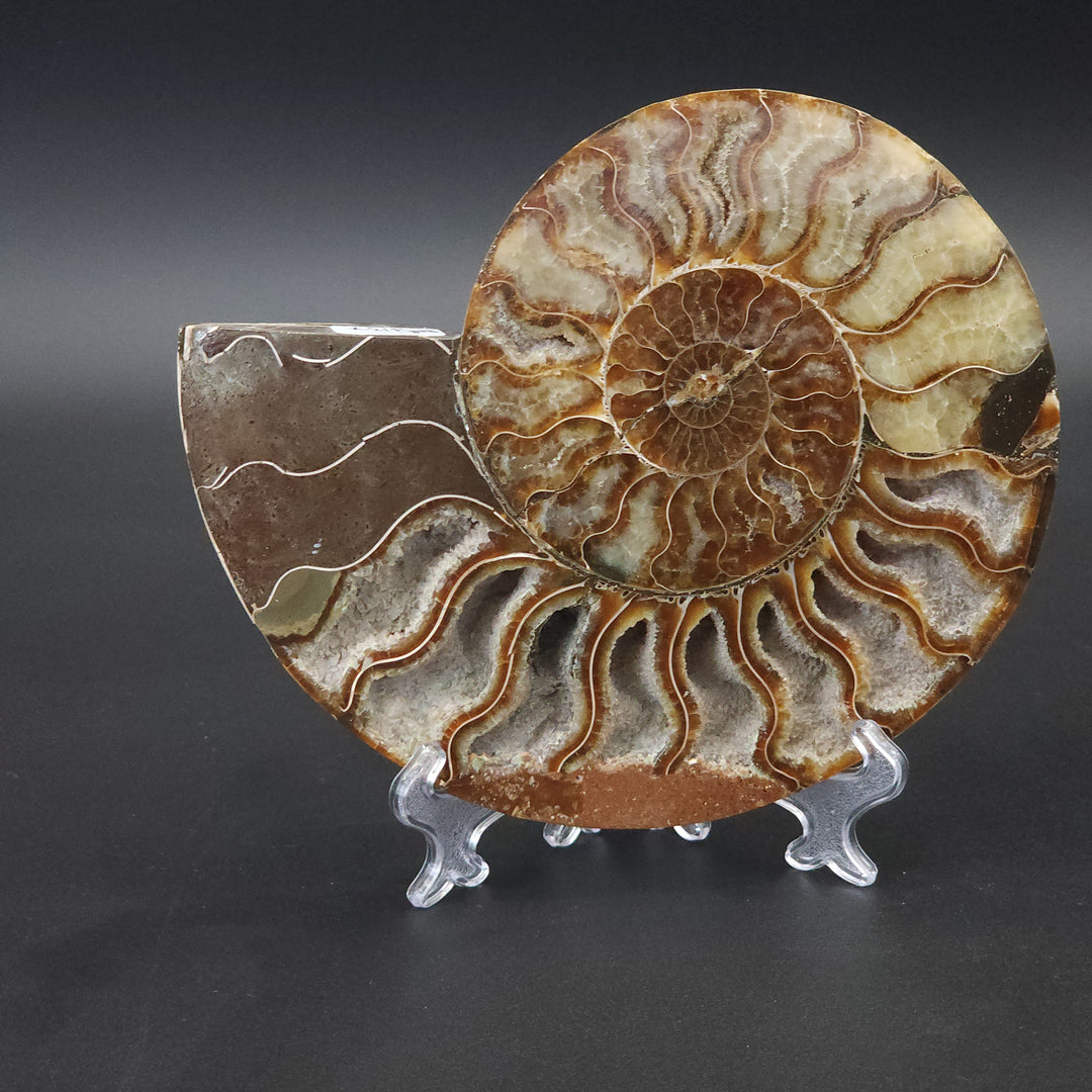 6.375" Cut & Polished, Agatized Ammonite Fossil - Madagascar