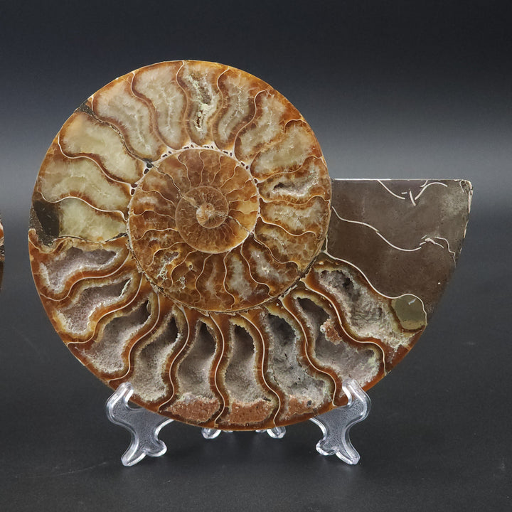 6.375" Cut & Polished, Agatized Ammonite Fossil - Madagascar