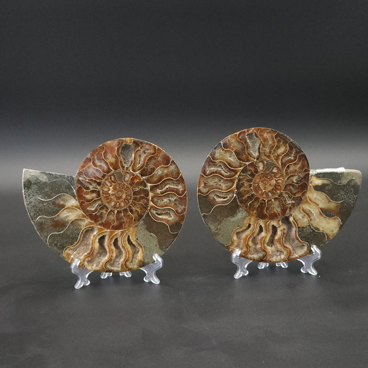 6.56" Cut & Polished, Agatized Ammonite Fossil - Madagascar