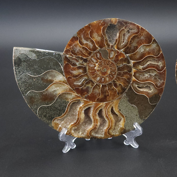 6.56" Cut & Polished, Agatized Ammonite Fossil - Madagascar