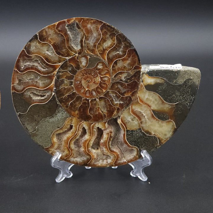 6.56" Cut & Polished, Agatized Ammonite Fossil - Madagascar