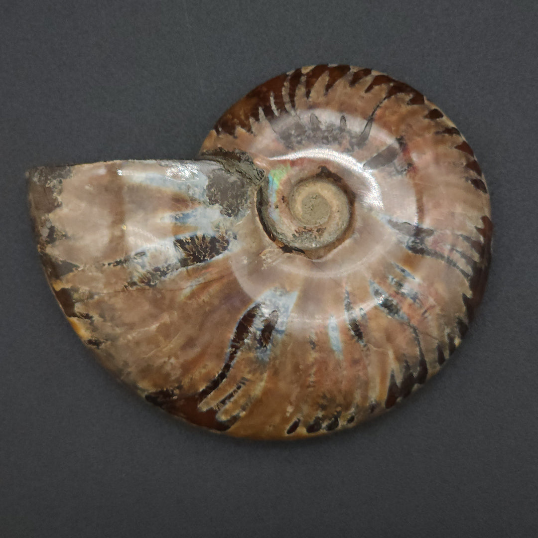 3.74" Large Whole Polished Rainbow Fire Iridescent Agatized Ammonite Fossil from Madagascar