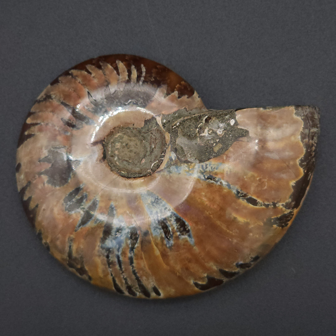 3.74" Large Whole Polished Rainbow Fire Iridescent Agatized Ammonite Fossil from Madagascar