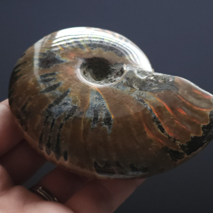 3.74" Large Whole Polished Rainbow Fire Iridescent Agatized Ammonite Fossil from Madagascar