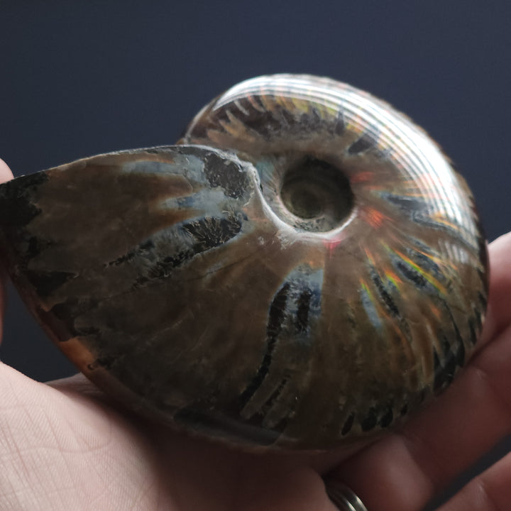 3.74" Large Whole Polished Rainbow Fire Iridescent Agatized Ammonite Fossil from Madagascar