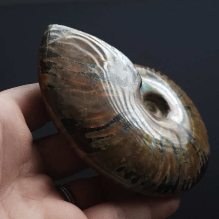 3.74" Large Whole Polished Rainbow Fire Iridescent Agatized Ammonite Fossil from Madagascar