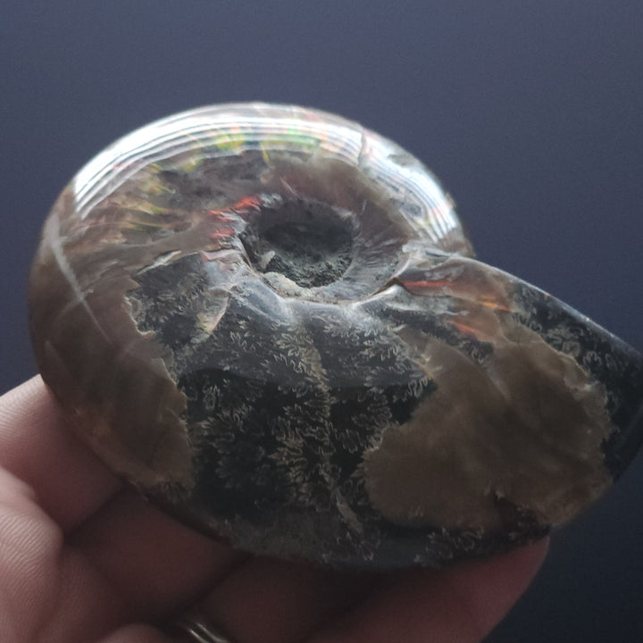 3.5" Large Whole Polished Rainbow Fire Iridescent Agatized Ammonite Fossil from Madagascar