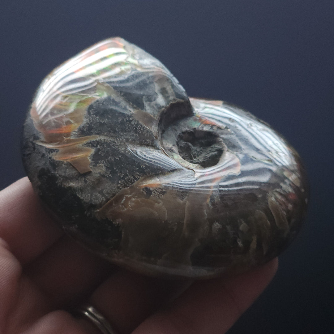 3.5" Large Whole Polished Rainbow Fire Iridescent Agatized Ammonite Fossil from Madagascar