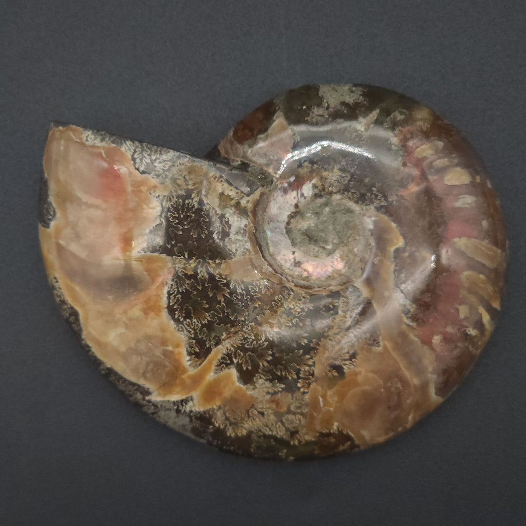 3.5" Large Whole Polished Rainbow Fire Iridescent Agatized Ammonite Fossil from Madagascar