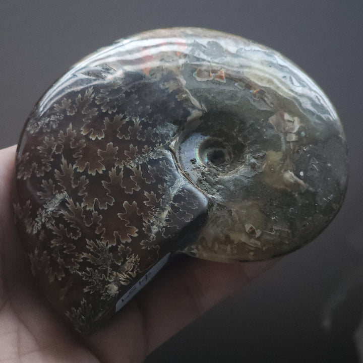 4.1" Large Whole Polished Rainbow Fire Iridescent Agatized Ammonite Fossil from Madagascar