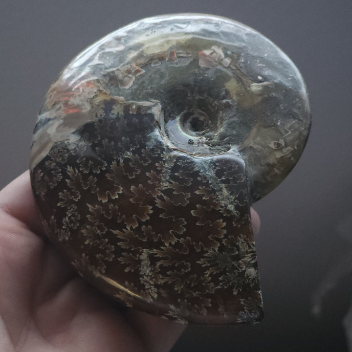 4.1" Large Whole Polished Rainbow Fire Iridescent Agatized Ammonite Fossil from Madagascar