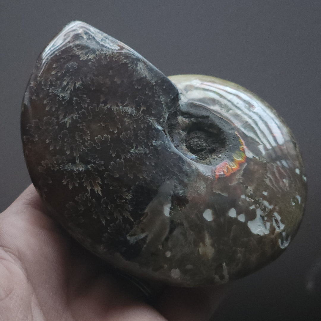 4.1" Large Whole Polished Rainbow Fire Iridescent Agatized Ammonite Fossil from Madagascar