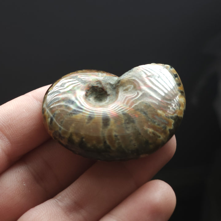 1.89" Whole Polished Rainbow Fire Iridescent Agatized Ammonite Fossil from Madagascar