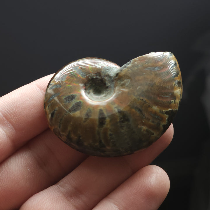 1.89" Whole Polished Rainbow Fire Iridescent Agatized Ammonite Fossil from Madagascar