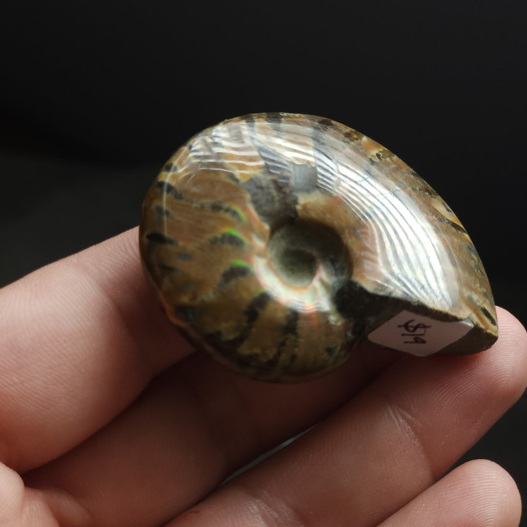 1.89" Whole Polished Rainbow Fire Iridescent Agatized Ammonite Fossil from Madagascar