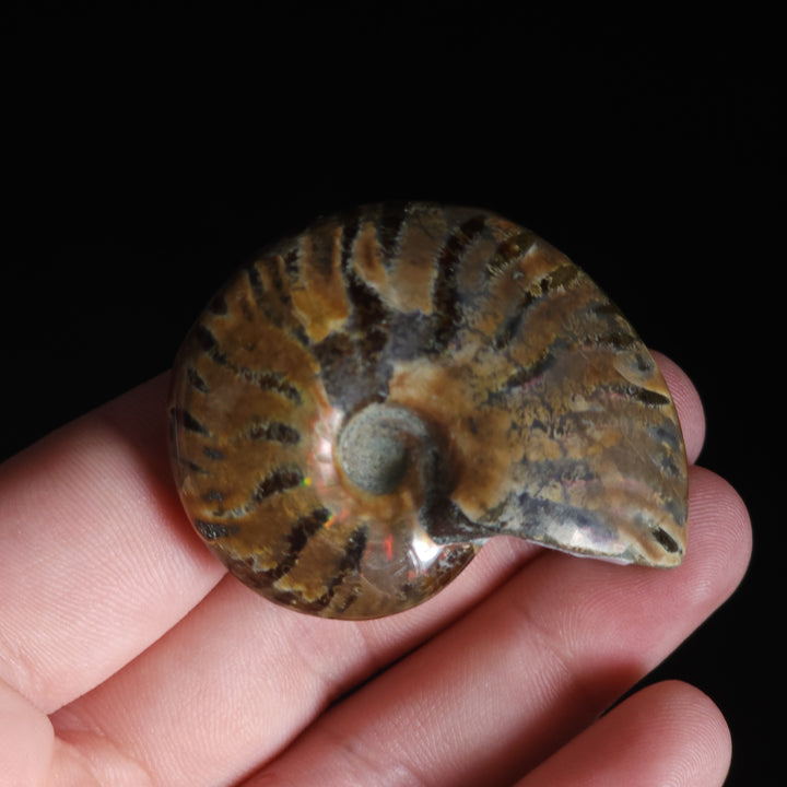 1.89" Whole Polished Rainbow Fire Iridescent Agatized Ammonite Fossil from Madagascar