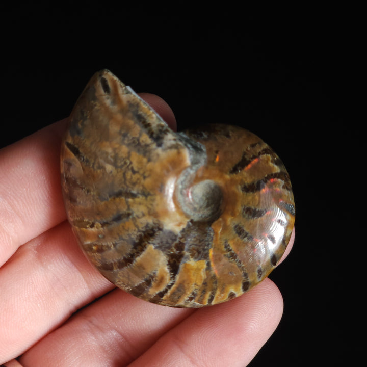 1.89" Whole Polished Rainbow Fire Iridescent Agatized Ammonite Fossil from Madagascar