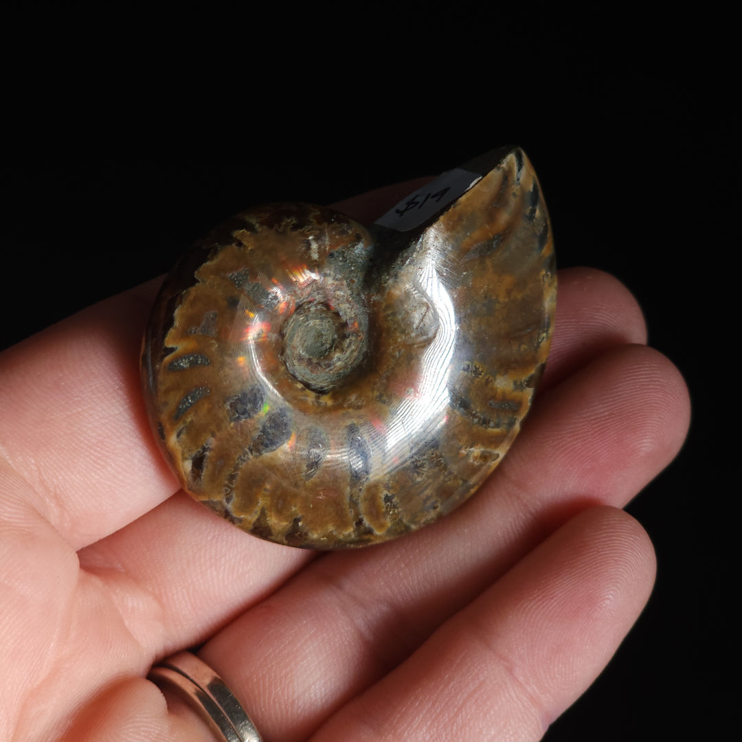 1.89" Whole Polished Rainbow Fire Iridescent Agatized Ammonite Fossil from Madagascar