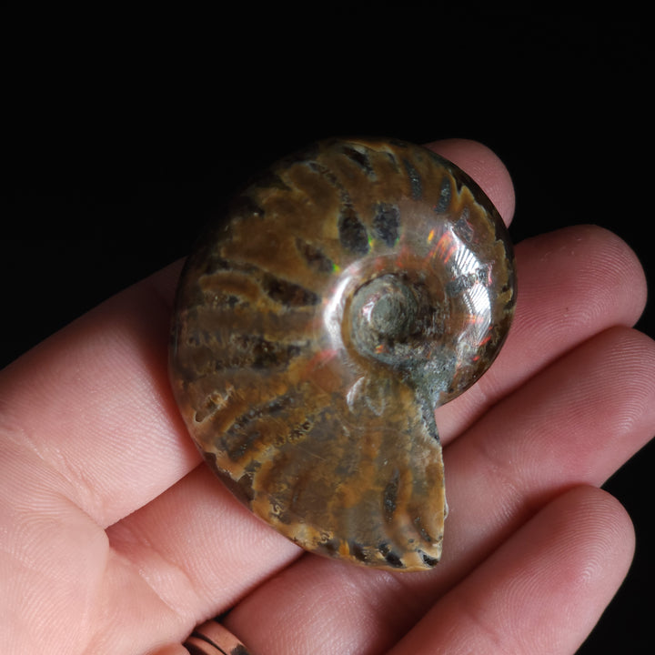 1.89" Whole Polished Rainbow Fire Iridescent Agatized Ammonite Fossil from Madagascar