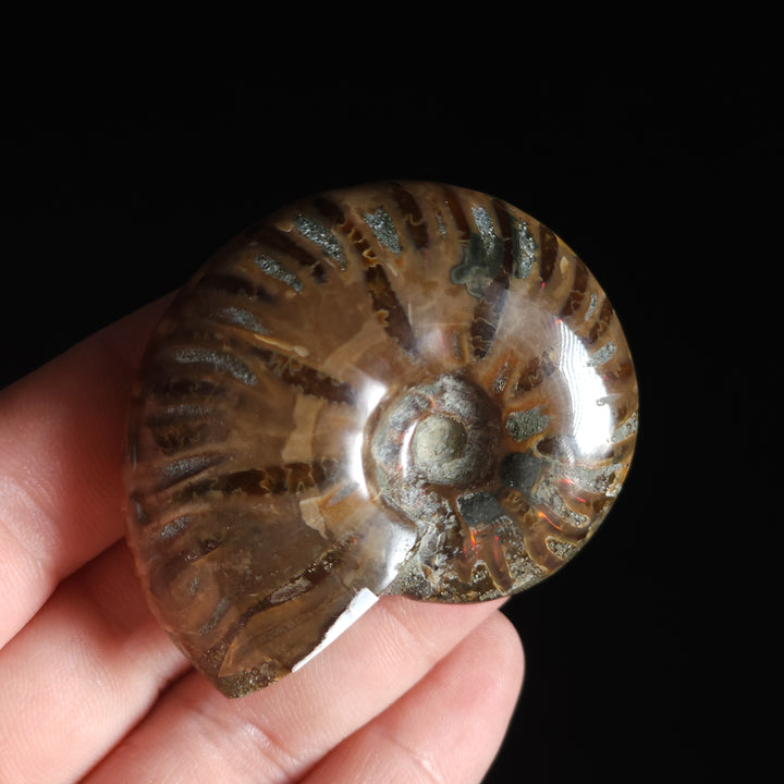 2" Whole Polished Rainbow Fire Iridescent Agatized Ammonite Fossil from Madagascar