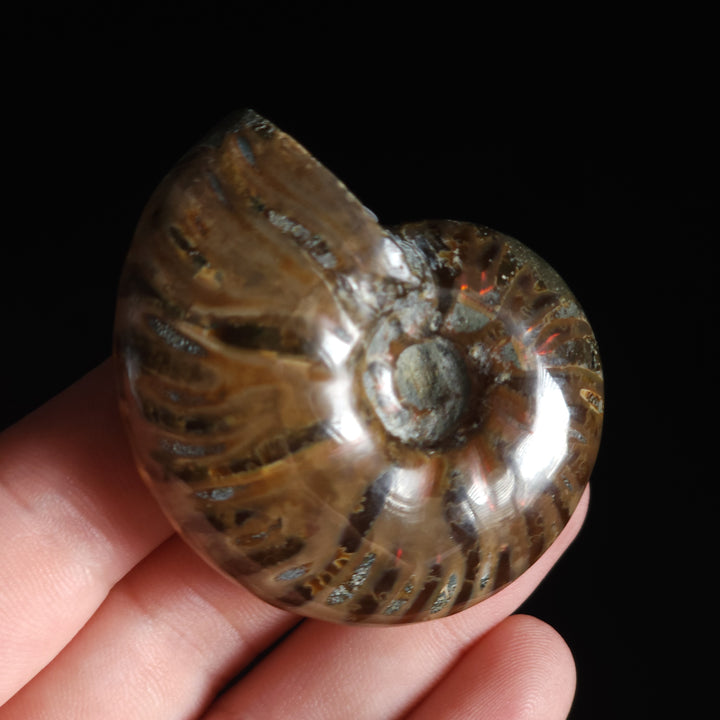 2" Whole Polished Rainbow Fire Iridescent Agatized Ammonite Fossil from Madagascar