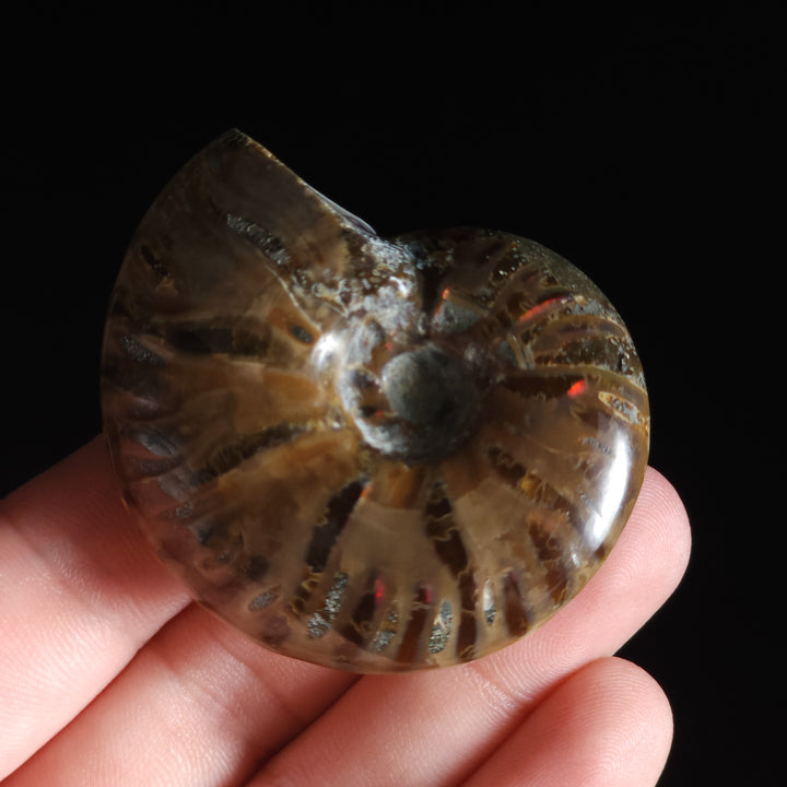 2" Whole Polished Rainbow Fire Iridescent Agatized Ammonite Fossil from Madagascar