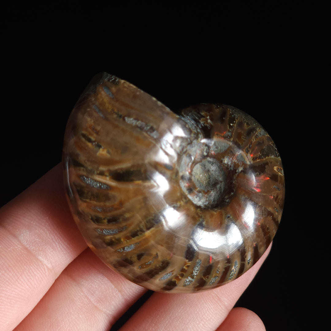 2" Whole Polished Rainbow Fire Iridescent Agatized Ammonite Fossil from Madagascar