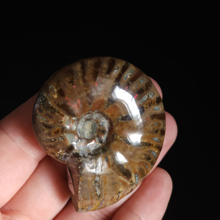 2" Whole Polished Rainbow Fire Iridescent Agatized Ammonite Fossil from Madagascar