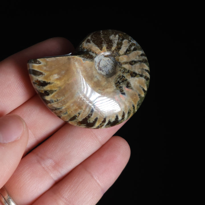 1.78" Whole Polished Rainbow Fire Iridescent Agatized Ammonite Fossil from Madagascar