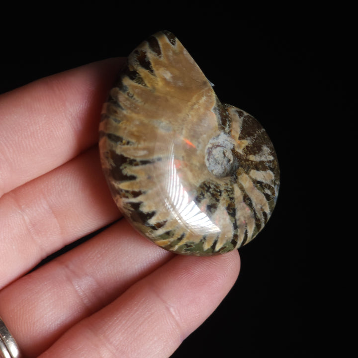 1.78" Whole Polished Rainbow Fire Iridescent Agatized Ammonite Fossil from Madagascar