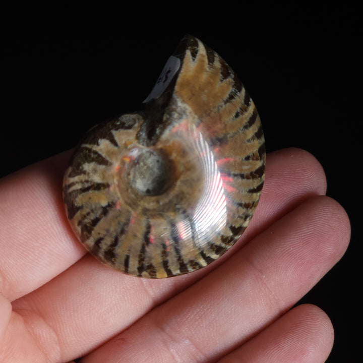 1.78" Whole Polished Rainbow Fire Iridescent Agatized Ammonite Fossil from Madagascar