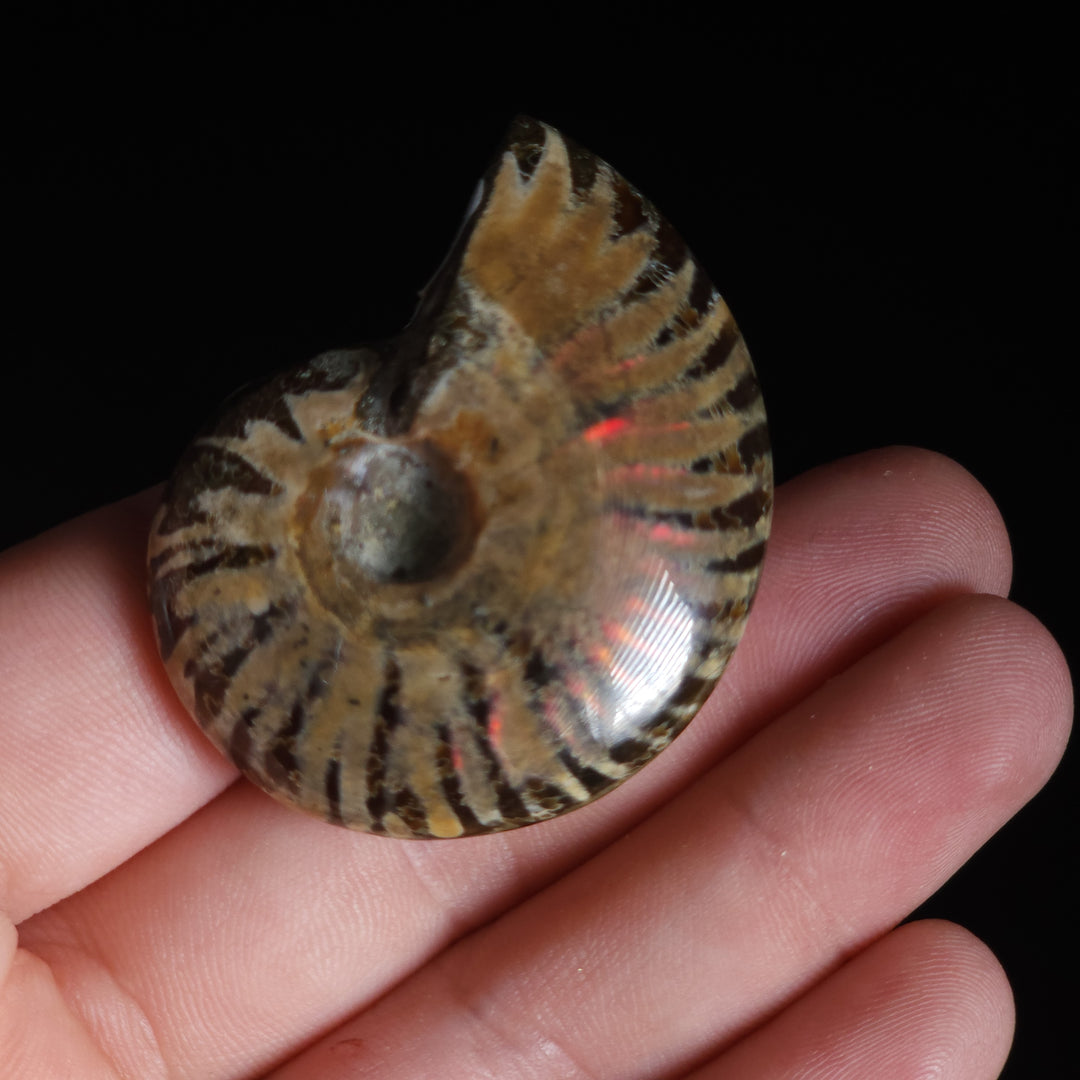 1.78" Whole Polished Rainbow Fire Iridescent Agatized Ammonite Fossil from Madagascar