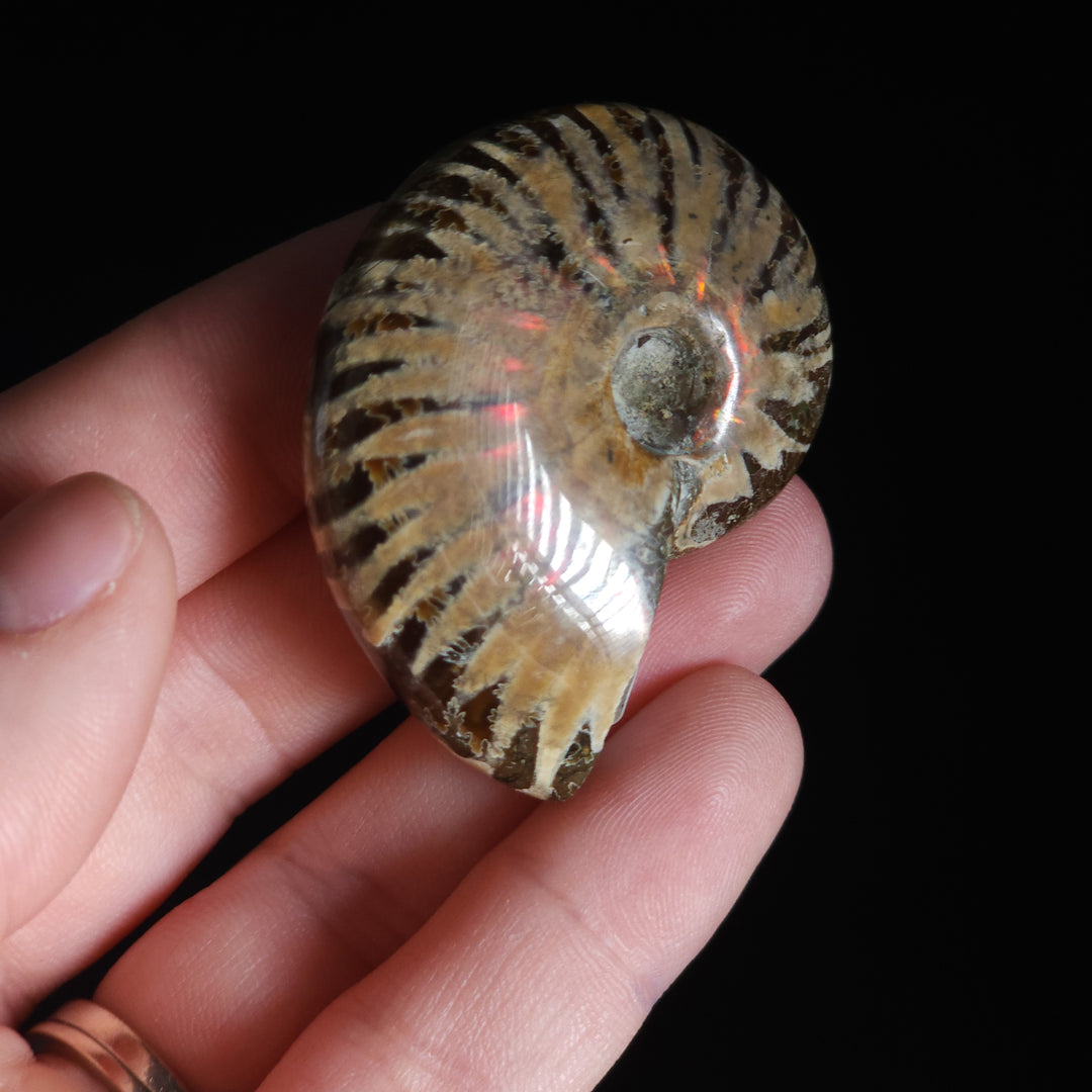 1.78" Whole Polished Rainbow Fire Iridescent Agatized Ammonite Fossil from Madagascar