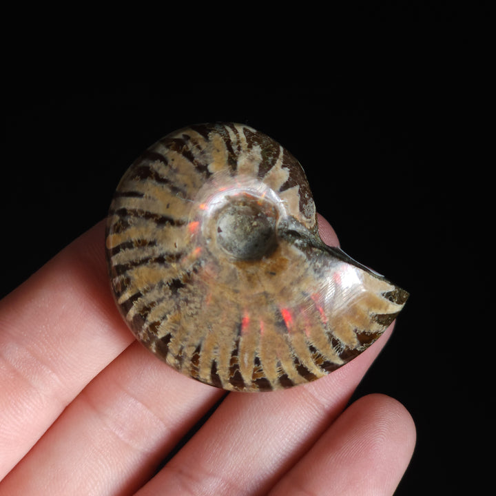 1.78" Whole Polished Rainbow Fire Iridescent Agatized Ammonite Fossil from Madagascar