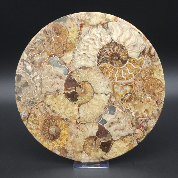 10" Plate Disc Agatized Ammonite Fossil – Elegant Natural Home Decor from Madagascar