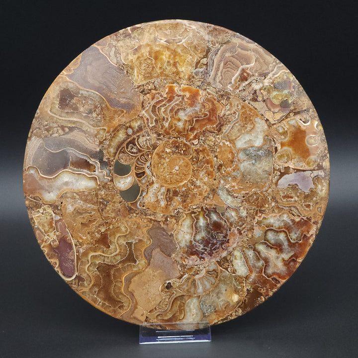 10" Plate Disc Agatized Ammonite Fossil – Elegant Natural Home Decor from Madagascar