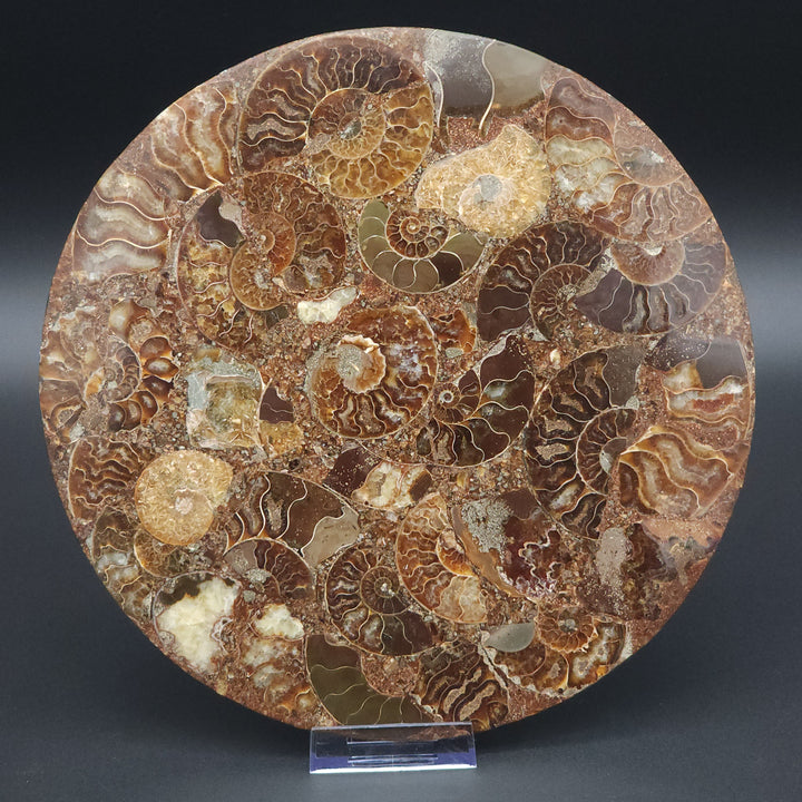 10" Plate Disc Agatized Ammonite Fossil – Elegant Natural Home Decor from Madagascar