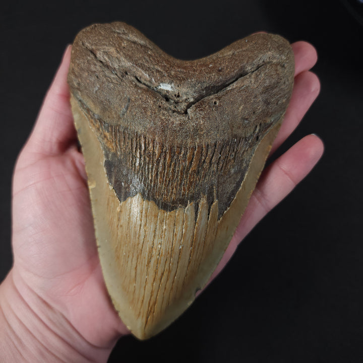 Huge 5.63" Megalodon Tooth | North Carolina