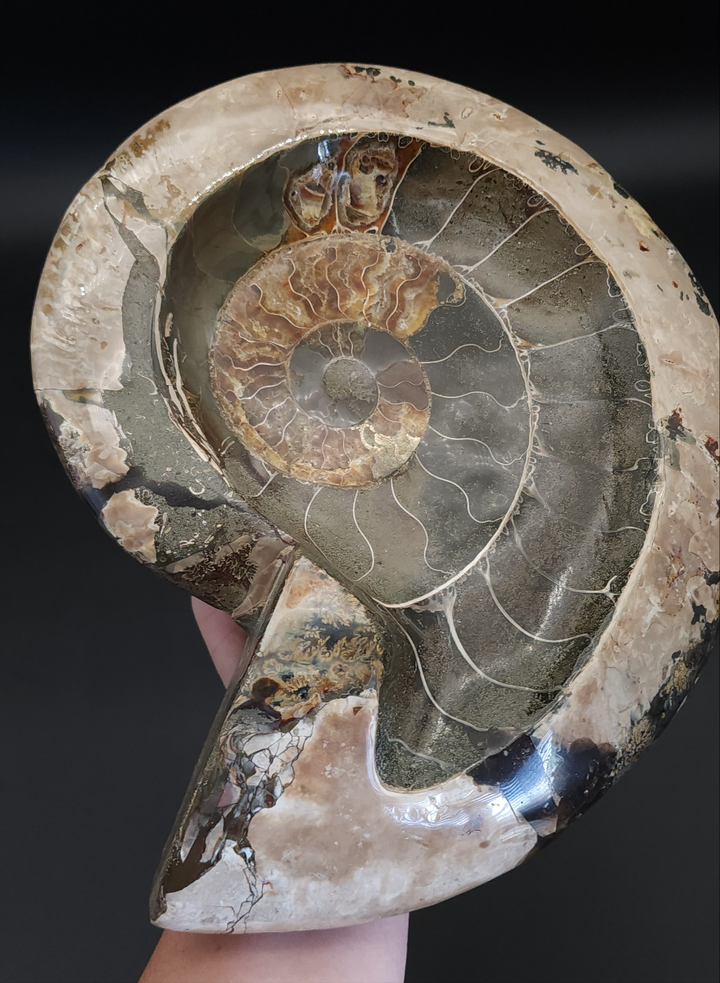 Huge 10.25" Stunning Madagascar Ammonite Fossil Carved into a Bowl – Unique Decorative Fossil