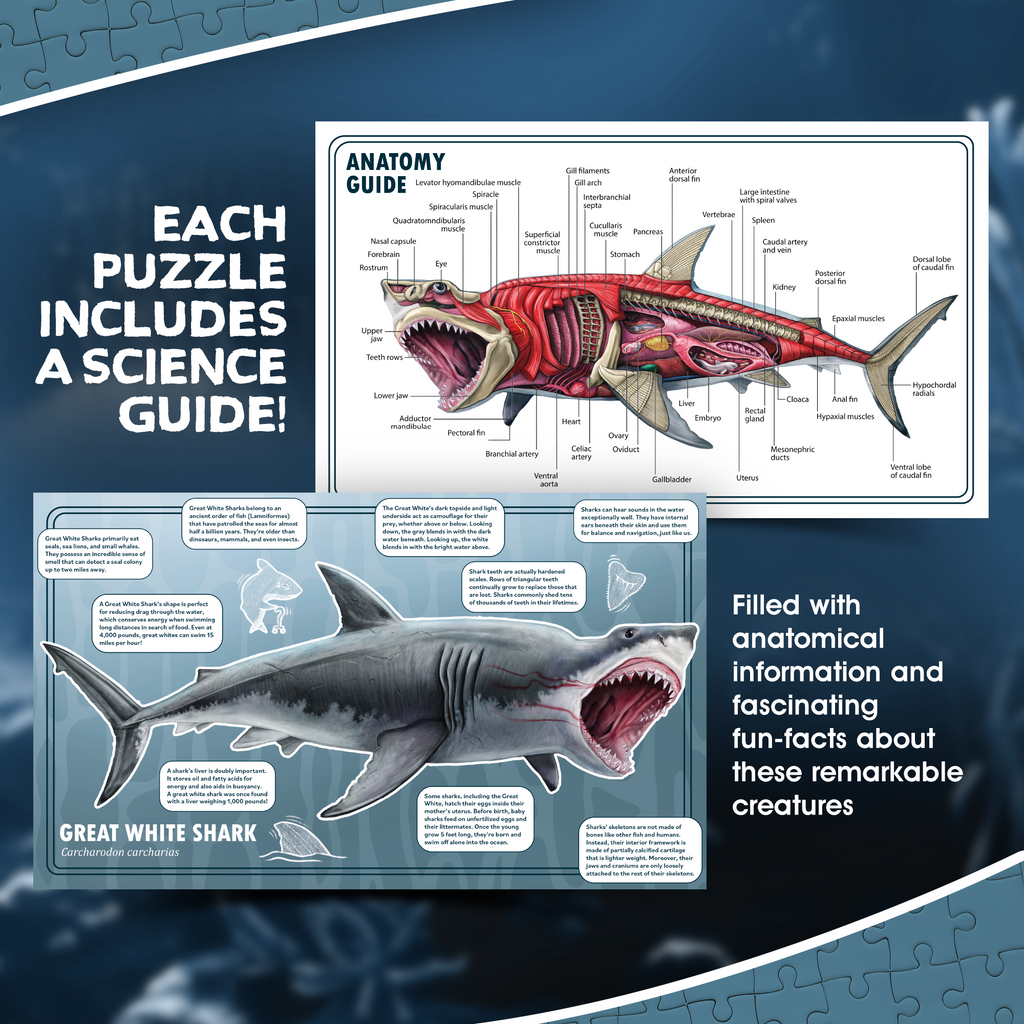 Shark Animal Anatomy Floor Puzzle | 100-Piece Double Sided Jigsaw Puzzle | Large-Sized, Over 3 FT - Scientifically Accurate Illustration - Fun and Educational Toy for Kids, Toddlers and Families