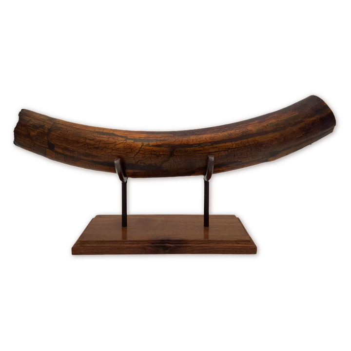 Alaskan Woolly Mammoth Tusk with Custom Wood Base