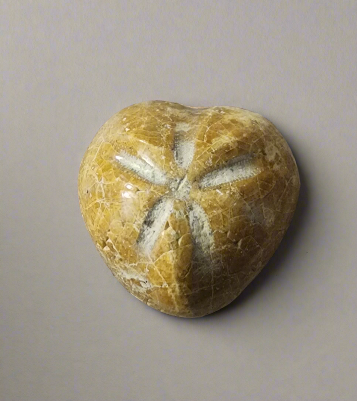 1" Heart Sea Urchin Polished Fossil Echinoid from Madagascar